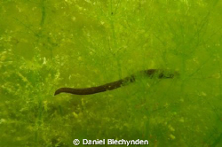 Leach in the dam by Daniel Blechynden 
